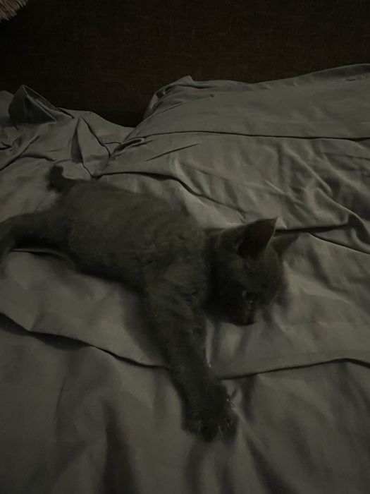 Котик, британець