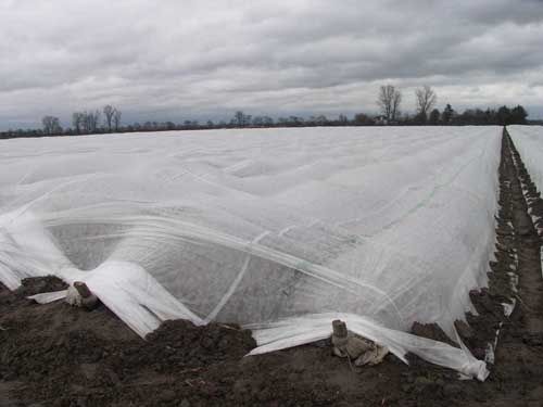 Агроволокно щільність 23, 30, 60 г/м² (1,6м або 3,2м), Туреччина