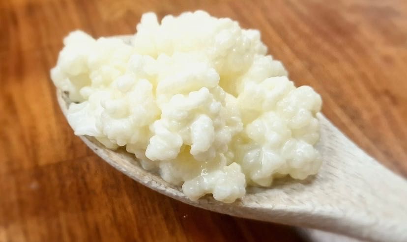 Grzybki himalajskie tybetańskie kefir grains naturalne ziarenka