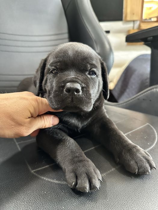 Чорний Барні – унікальний щеня Cane Corso, 1,5місяць, чисто чорний