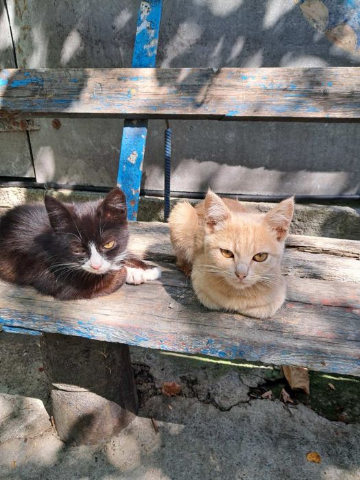 Кошеня дівчинка безкоштовно