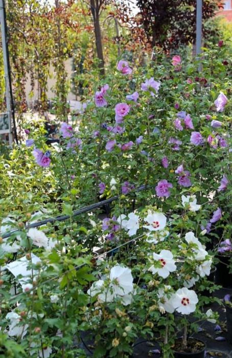 Форзиція декоративний кущ