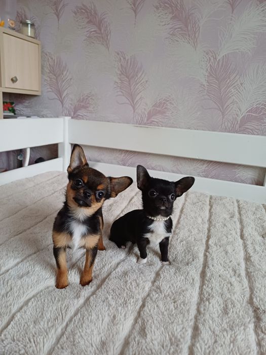 Супер міні казкова дівчинка