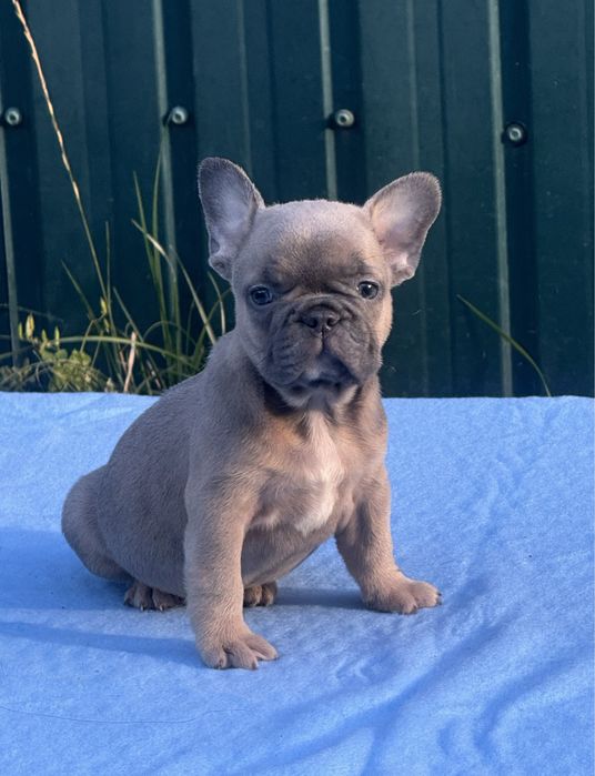 Французький бульдог