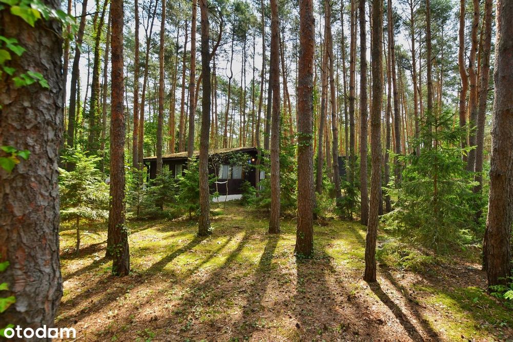 Dwie leśne działki z klimatem, zabudowa letniskowa i całoroczna