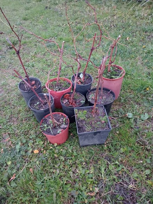 Sadzonki winogron deserowy