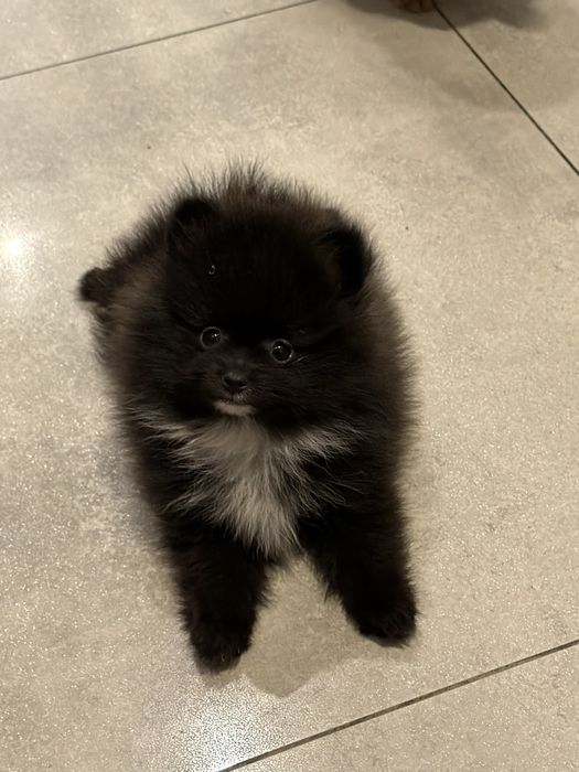 Pomeranian szpic miniaturowy piesek czarny puchaty