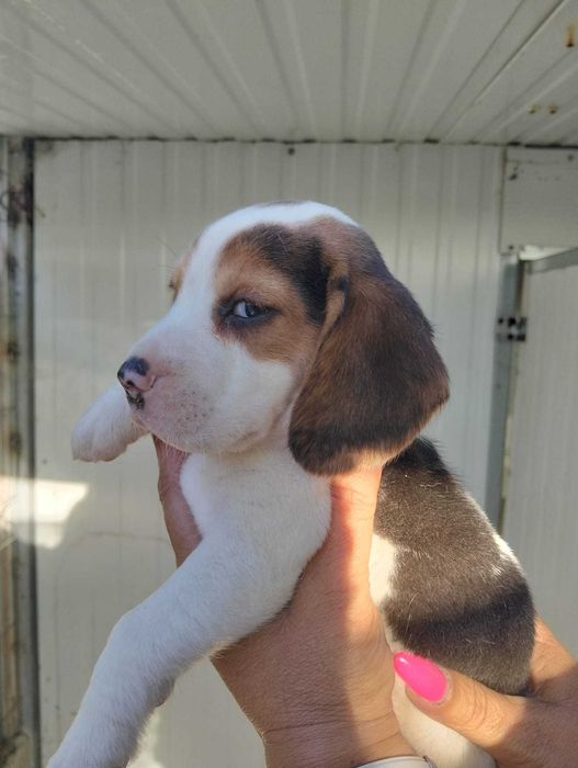 lindo beagle pronto para mudar de familia