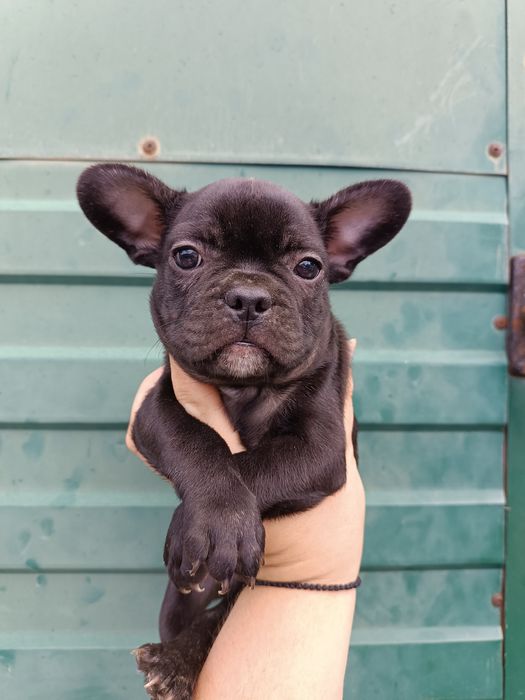 Миловидні Французи різних кольорів з доставкою до вас