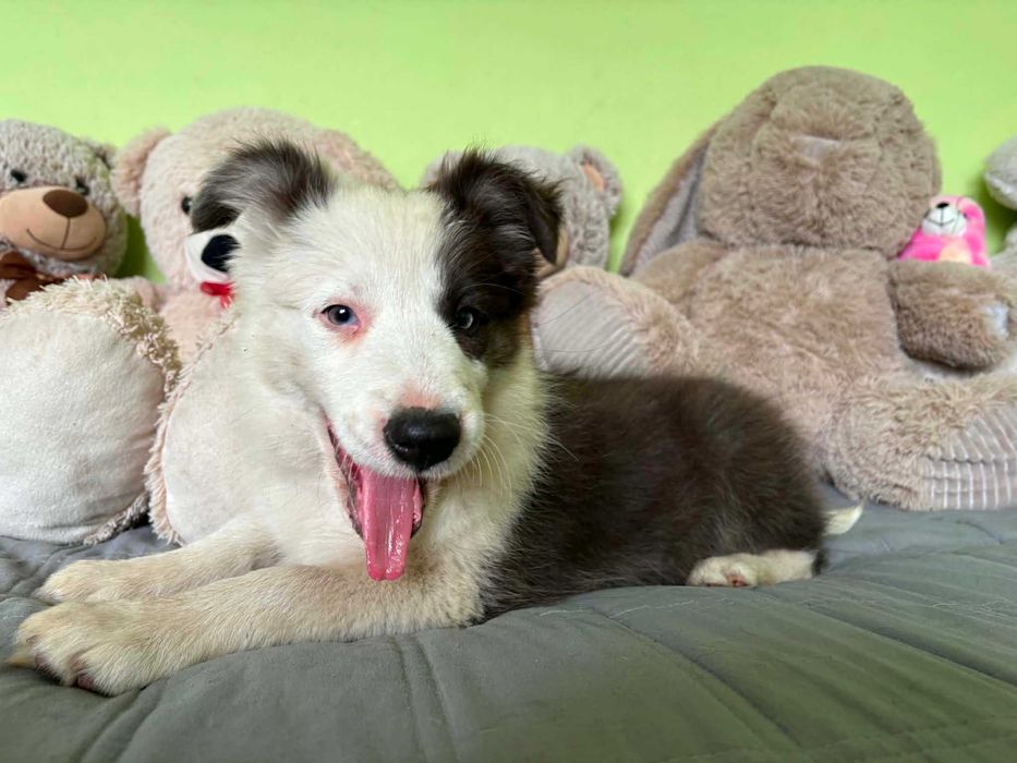 border collie sunia blue niebieskie oczko badania