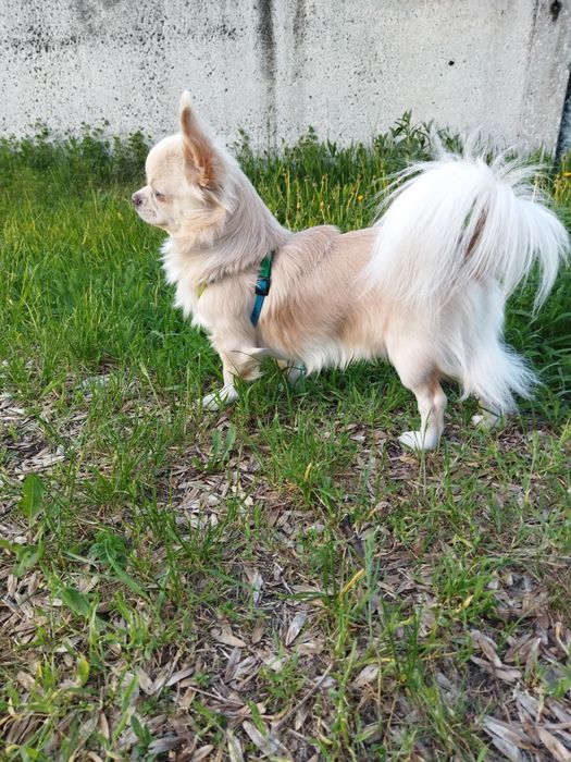 Пропонуємо для продажу цуценят чіхуахуа - хлопчики !