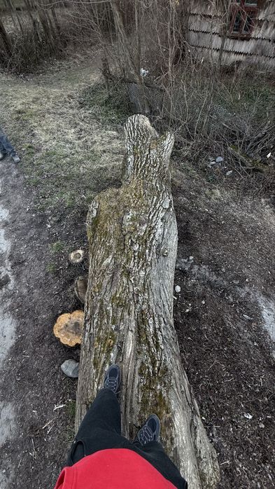 Масив грецького горіха (кругляк)