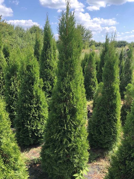 Туя смарагд, брабанд, ялівці та ін.