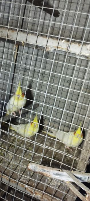 Vendo caturras e kakarakis