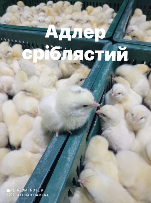 Адлер Сріблястий - із 5.03 (щочетверга) є оптова доставка та самовивіз