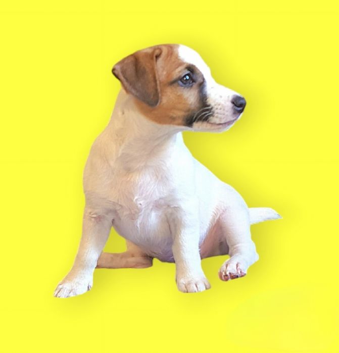 SUPER Jack Rassel Terrier.