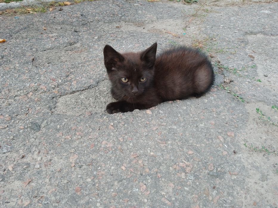 Допоможіть прилаштувати Кошеня!