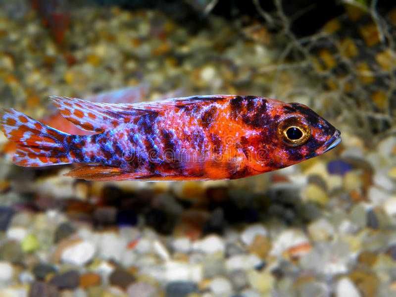 Aulunocara calico