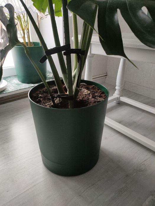 Kwiat monstera 140 cm