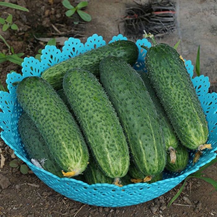 Насіння огірка АРКТИКА F1 ARCTIC F1 Семена огуреца