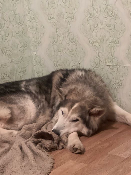 Потерялась хаски