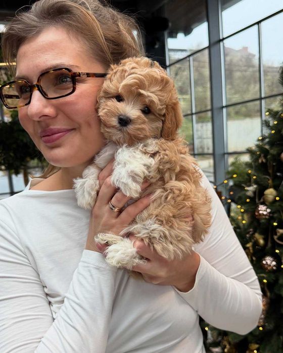 Śliczna Maltipoo z rodowodem