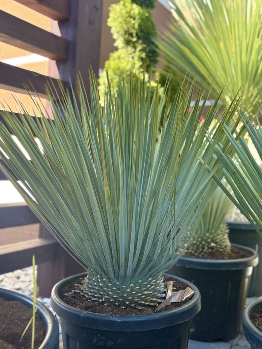 Piekna YUCCA ROSTRATA *różne wysokości*