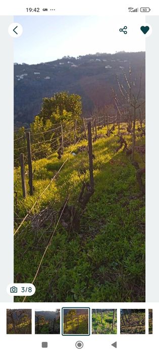 Vinhas com uvas de qualidade e árvores de fruta  vila real