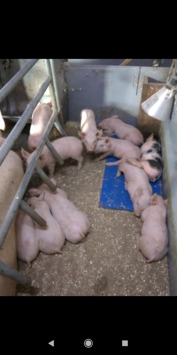 Поросята трехпородка