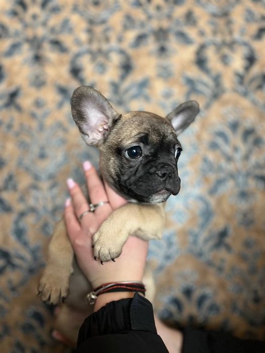 Щенки французского бульдога