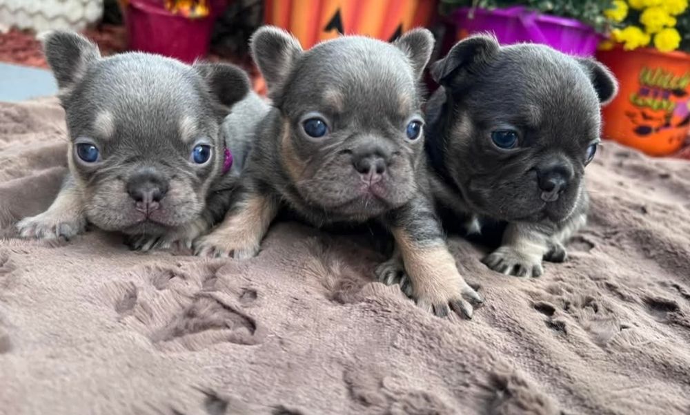 ФранцузІкі блакитного кольору.мінні