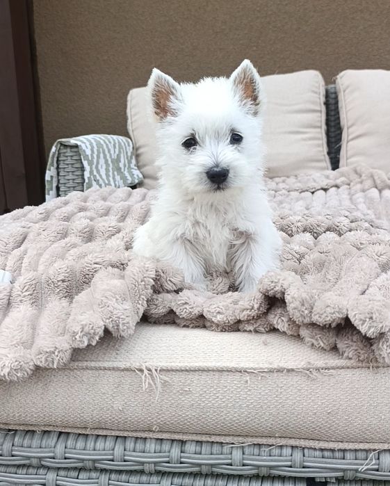 Piesek West highland white terrier