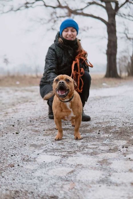 Malutki Odyn w typie buldoga francuskiego do adopcji!