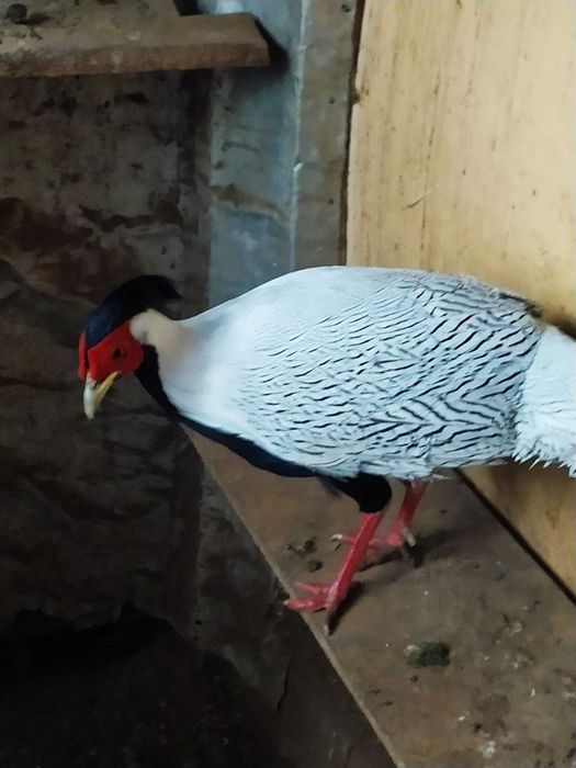 Фазан Алмазний  лубни.