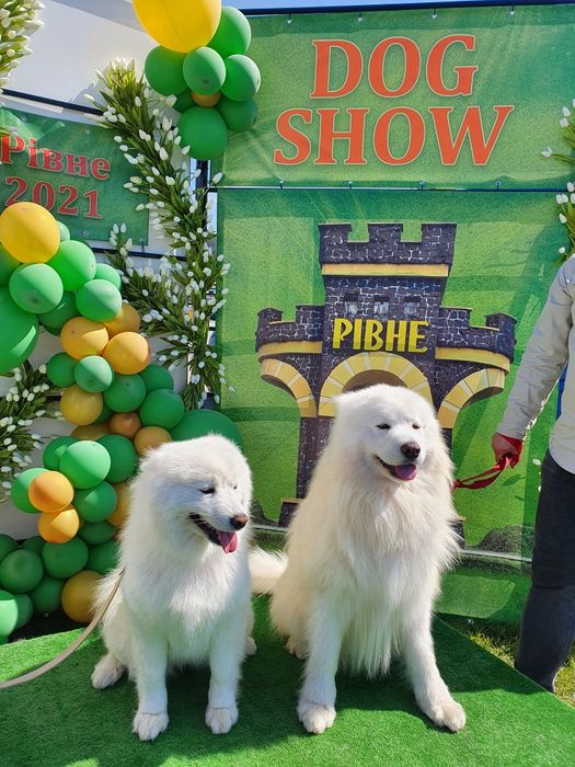 Предлагается к вязке самоед