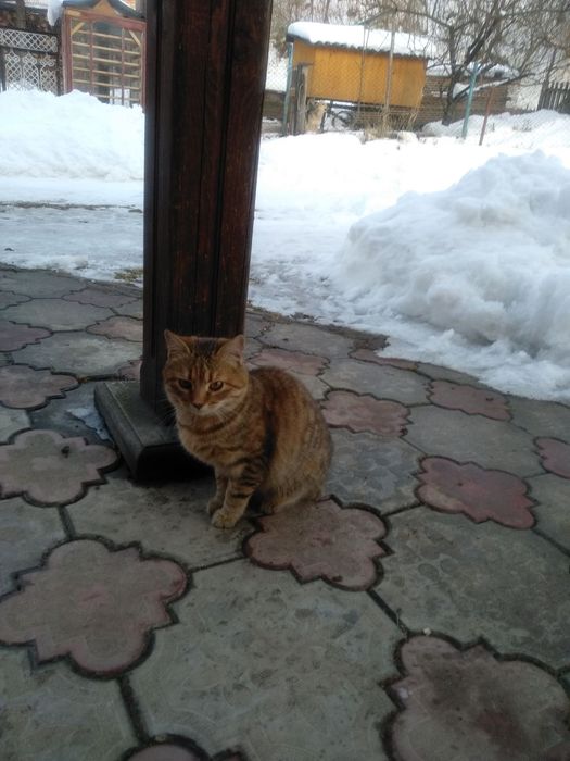 Коти коточері котєтко