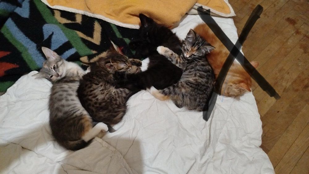 Відаємо у хороші руки котиків