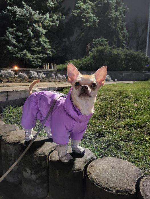 Одяг для собак дівчинка ( закритий живіт)