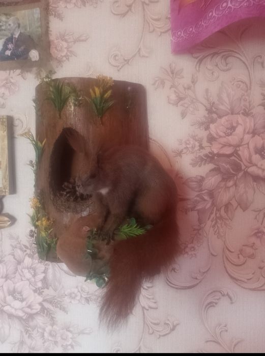 Продам чучало білок