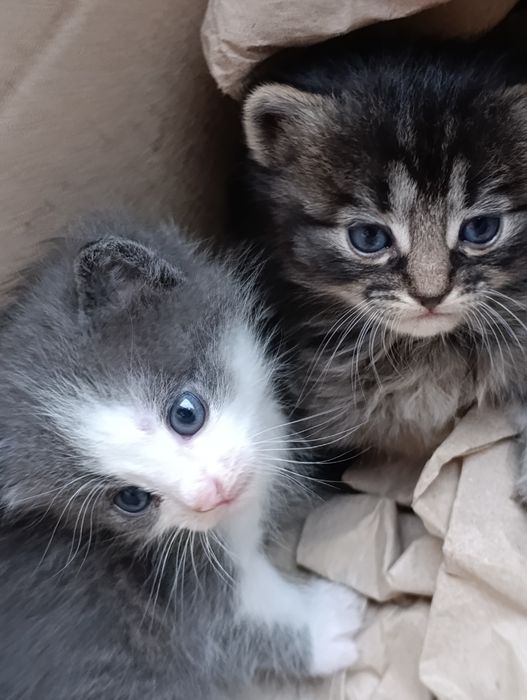 Котики шукають дім