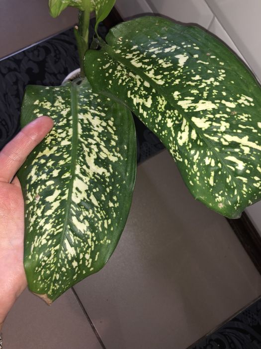 Диффенбахия деффинбахия пятнистая