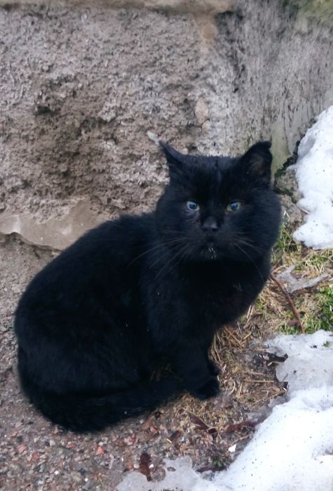 Васько проситься в сім'ю