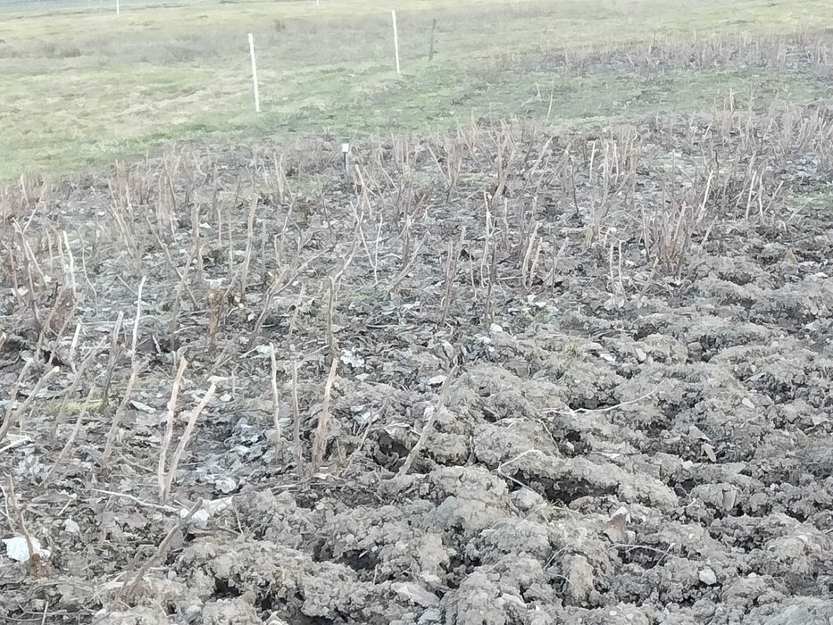 Maliny polany i jeżyny ogrodowe sadzonki
