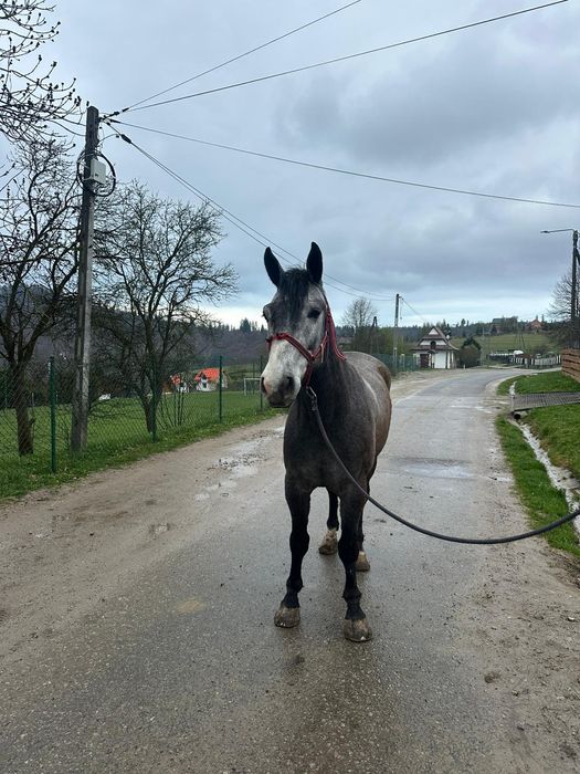 5- letni wałach rasy śląskiej