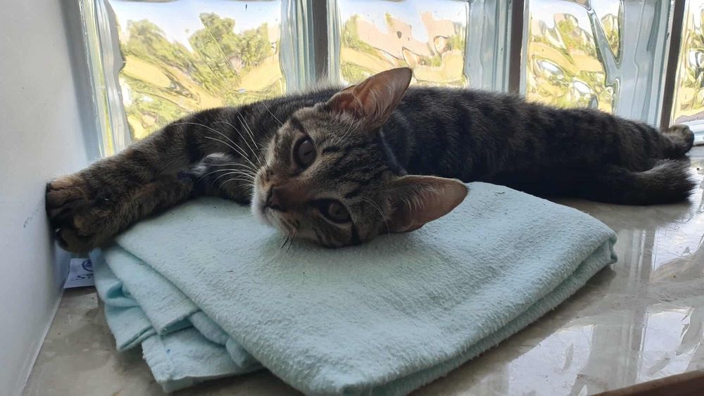 Piekna Szprotka szuka domku