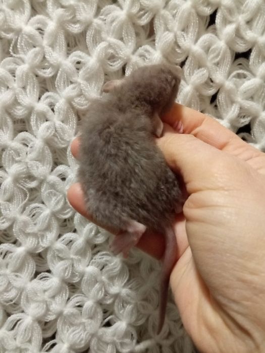 Крыски очень красивые Дамбо Рекс кучерявые крысята  Харьков крыса крис