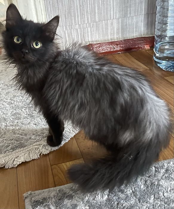 Віддам в добрі руки кішечку 7 місяців