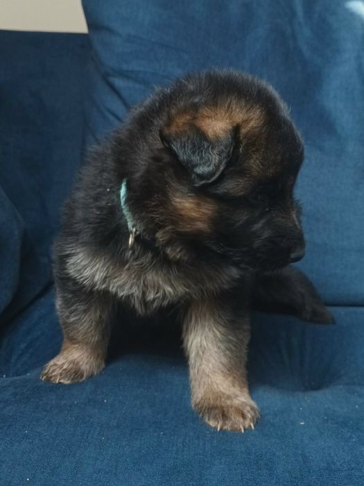 Owczarek niemiecki długowłosy szczeniak pies KHRON