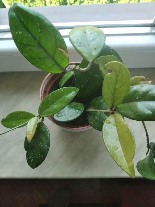 Kwiat hoja 4 sadzonki w doniczce