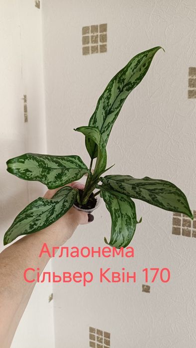 Продам комнатные цветы